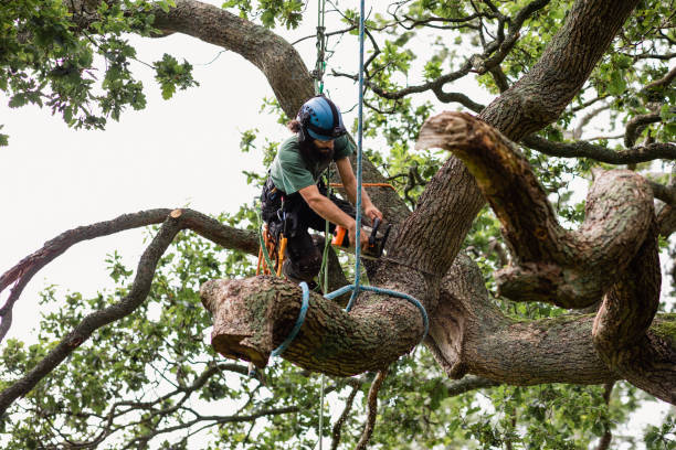 How Our Tree Care Process Works  in  Bar Nunn, WY