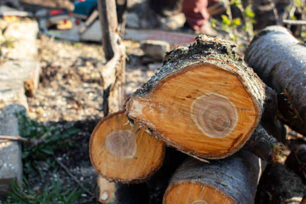 Best Tree Disease Treatment  in Bar Nunn, WY