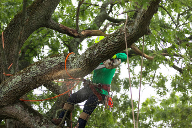 Best Pest Control for Lawns  in Bar Nunn, WY