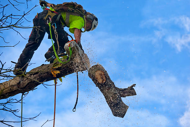 Professional Tree Care in Bar Nunn, WY